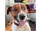 Adopt Otis a Jack Russell Terrier, Mixed Breed