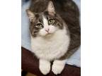 Adopt Timo a Domestic Long Hair, Domestic Short Hair