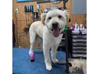 Adopt Benji (aka Gallop) a Wheaten Terrier, Golden Retriever