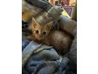 Adopt Milo a Domestic Short Hair