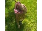 Adopt Speckles 070901N a Pit Bull Terrier