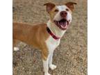 Adopt Apollo a Pit Bull Terrier, Mixed Breed