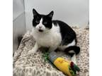 Adopt Magnus a Domestic Short Hair