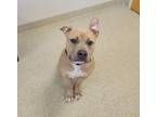 Adopt Marcus a Pit Bull Terrier, Mixed Breed