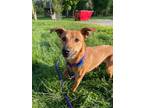 Adopt kirby a Greyhound, Whippet