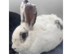 Adopt Tobi a American