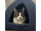 Adopt Maxi a Domestic Short Hair