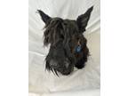Adopt McGregor a Scottish Terrier