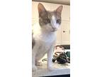 Adopt Casper a Tabby