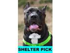 Adopt Shai a Cane Corso, Mixed Breed