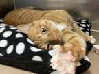 Adopt Biscuit a Domestic Short Hair