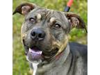 Adopt Cheetah a Pit Bull Terrier