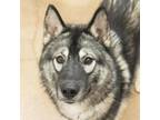 Adopt Uce a Siberian Husky