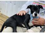 Adopt Koda $125 Fostered a Pit Bull Terrier, Mixed Breed