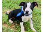 Adopt Kida $125 Fostered a Terrier, Mixed Breed