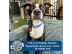 Adopt Octopus a Pit Bull Terrier