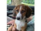 Adopt PUPPY ELVIS-FOSTER OR ADOPTER NEEDED! a Beagle