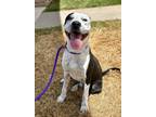Adopt Cobalt a Dalmatian, Pit Bull Terrier