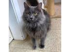 Adopt Sky Walker a Domestic Long Hair