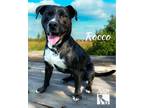 Adopt Rocco a Mountain Cur, Pit Bull Terrier