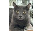 Adopt Steel a Domestic Short Hair
