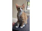 Adopt Boots a Tabby