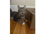 Adopt Churrito a Tabby