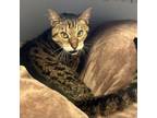 Adopt Jail Bird a Domestic Short Hair