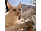 Adopt Kevnado a Domestic Short Hair