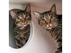 Adopt Sergeant Pepper a Domestic Short Hair