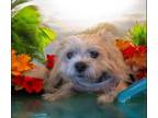 Adopt Scout a Shih Tzu, Terrier