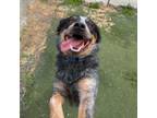 Adopt Gunner a Australian Cattle Dog / Blue Heeler