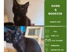 Adopt Hawk a Domestic Long Hair