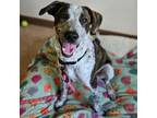 Adopt Blue a Australian Cattle Dog / Blue Heeler, Mixed Breed