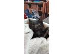 Adopt Yang a Domestic Short Hair