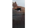 Adopt Walter a Domestic Short Hair
