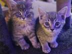 Adopt Christopher Robin a Domestic Short Hair, Tabby
