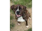 Adopt Kobe a Boxer