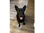 Adopt Kaido a German Shepherd Dog, Labrador Retriever