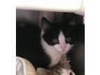 Adopt Oreo a Domestic Short Hair