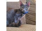 Adopt Tulouse a Domestic Short Hair