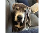Adopt Grayson a Great Dane
