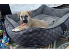 Adopt Simba (Disney Dogs) a Golden Retriever