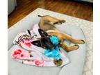 Adopt Montego Max a German Shepherd Dog