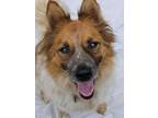 Adopt Tomo a Cattle Dog, Pomeranian