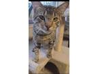 Adopt AC Thomas ( Linden Square Apartments ) a Tabby