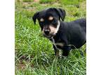Adopt MUNCHKIN a Australian Cattle Dog / Blue Heeler