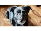 Adopt Duke - On the Smaller side a Labrador Retriever, Australian Cattle Dog /