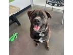 Adopt Buddy a Black Labrador Retriever, Rottweiler