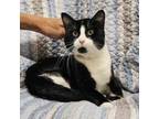 Adopt Leo a Domestic Short Hair